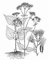 Botany Ageratina Altissima 1345 sketch template