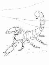Coloring Scorpion Animal Pages Gaddynippercrayons sketch template