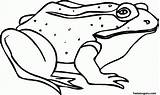 Frosch Frogs Ausmalbild Sick sketch template