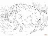 Boar Coloring Wild Pages Hog Big Pig Printable Color Boars Getcolorings Print Template Categories sketch template