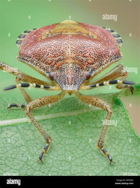 Portrait Of A Red Hairy Shield Bug With Black Spots And Stripes And