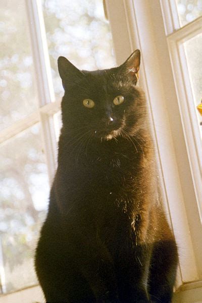 pet health corner  myth   black cat ontario spca  humane