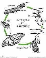 Cycle Butterfly Life Color Coloring Worksheets Worksheet Science Grade Kids Craft Pages Preschool Education First Cycles Animals Caterpillar Nature Printable sketch template