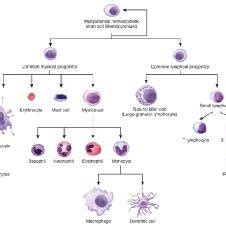 sem  abnormal white blood cells  lymphocytes   patient