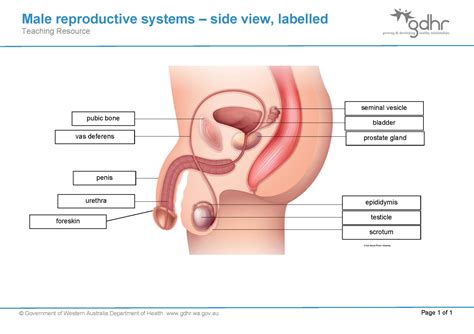 male reproductive system male reproductive system gdhr