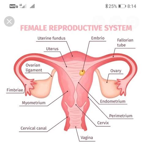 A Draw A Sectional View Of Human Female Reproductive