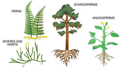 main types  plants  kids