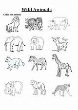 Animal Colour Coloring Biggest Pages First Animals Kids Go Worksheet Their Food Body Teaching Print Number Elementary Mistake Found Busyteacher sketch template