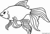 Betta Goldfisch Goldfish Coloringall Automatically Device Cracker sketch template