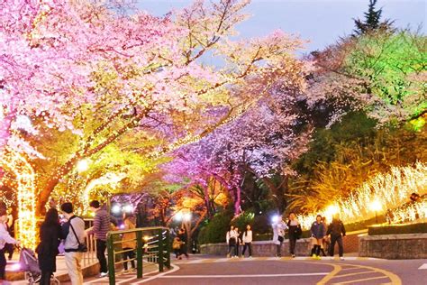 cherry blossoms   seoul tower namsan park  myeongdong seoul