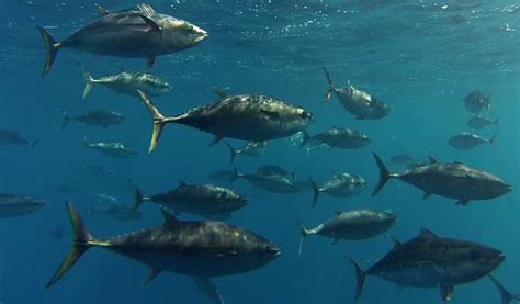 fishers reel  record breaking southern bluefin tuna csiroscope
