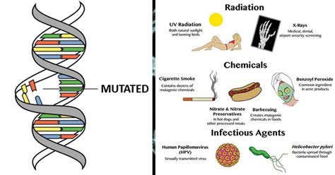Mutations In Humans Caused By Radiation