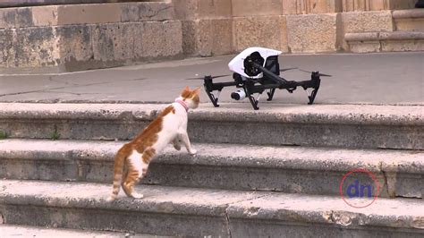 hilarious cat  drone cat fancast