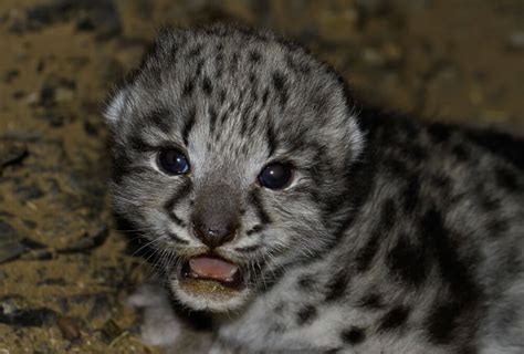 life cycle snow leopard trust