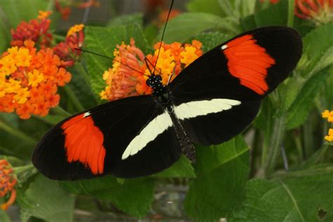 Genetic Switch That Turned Moths Black Also Colors Butterflies