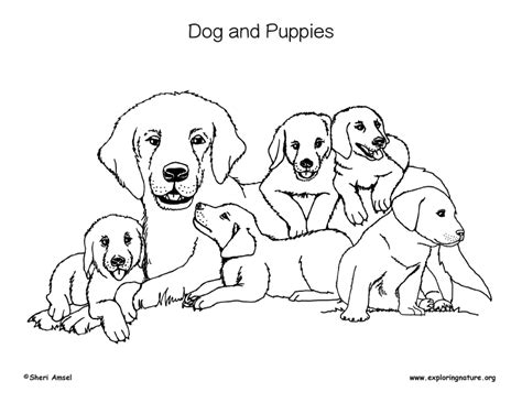 dog  puppies coloring nature