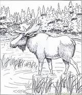 Moose Coloring Pages Printable Animal Color Adults Book Colouring Patterns Wood Bing Animals Carving Printables Adult Alaskan Coloringpages101 раскраски Sheets sketch template