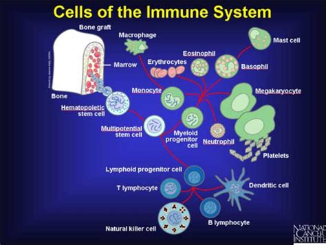 what is your immune system and how does it work all notes