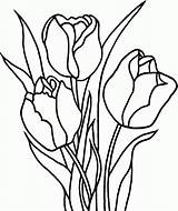 Tulip Coloring Pages Printable Books sketch template