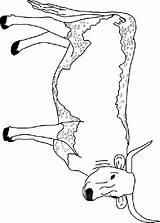 Koe Kuh Ausmalbilder Dieren Mewarnai Vaches Vache Mucche Sapi Colorare Coloriages Longhorn Animasi Animaatjes Bergerak Gify Malvorlagen Cows Krowy Kolorowanki sketch template