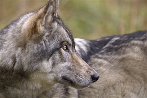 coexisting  gray wolves defenders  wildlife