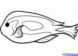 Fish Draw Tang Blue Drawing Dory Coloring Clipart Cliparts Sea Step Sheet Template Choose Board Library Favorites Add sketch template