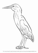 Heron Green Drawing Draw Step Tutorials Birds sketch template
