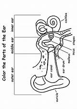 Ear Anatomy Coloring Human Pages Momjunction Parts Preschool Worksheets System Choose Board sketch template