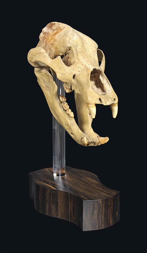 cave bear skull