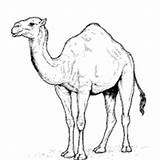 Camel Coloring Desert Pages Camels Surfnetkids Animal Animals Printable Kids Book sketch template