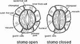 Open Stoma Closed Structure Stomatal Stomata Complex Coloring Diagram Stock Vectors Illustration Vector Leaf Depositphotos Clipart Dreamstime Illustrations Royalty sketch template