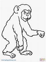 Ape Coloring Pages Chimp Apes Cartoon Ausmalen Drawing Scimmie Zum Affen Clipart Bonobo Otter Chimpanzee Ausmalbilder Getdrawings Color Tiere Malvorlage sketch template