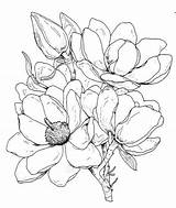 Frantic Stamper Cling Franticstamper Magnolias Clg sketch template