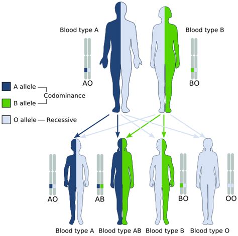 difference  allele  trait definition characteristics role