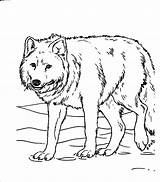 Wolf Arctic Coloring Pages Getcolorings Jam Animal Color sketch template