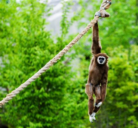 aap die uit hangt stock afbeelding afbeelding bestaande uit primaat