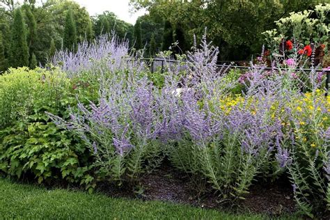 russian sage similar plants references bagusnewsmyid