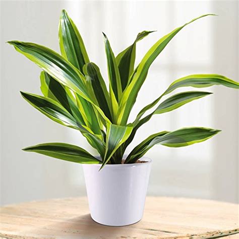 Il tronchetto della felicità (dracaena fragrans) è una pianta subtropicale appartenente, secondo la classificazione tradizionale alla famiglia delle . Dracena: i benefici per la salute del tronchetto della felicitÃ 
