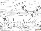 Deer Coloring Pages Buck Mule Caribou Getcolorings Color Getdrawings sketch template