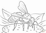 Coloring Honeybee Pages Kolorowanka Kolorowanki Druku Insects Printable Bees European Supercoloring Dla Dzieci Drawing sketch template
