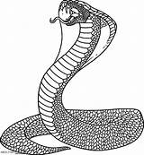 Cobra Coloring King Snake Drawing Viper Pages Spitting Color Getdrawings Designlooter 05kb 650px Drawings Print Paintingvalley Getcolorings Printable sketch template