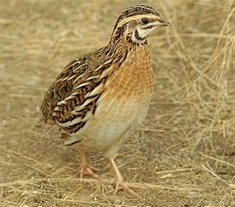 quail farming modern farming methods