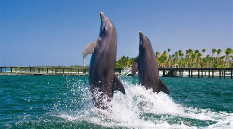 dolphin explorer nado  delfines operando viajes  turismo  centroamerica  el caribe
