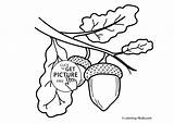 Acorn Coloring Clipart 84kb Drawing Pages 2079 Getdrawings Webstockreview Drawings Gif sketch template
