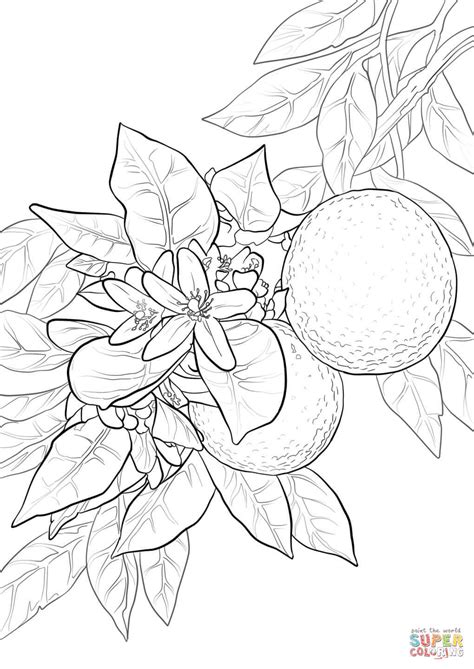 orange blossom coloring page  printable coloring pages