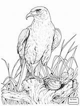 Eagle Soaring Harpy Drawing Coloring Getdrawings sketch template