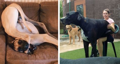 10 Great Danes That Have No Clue How Big They Are Cesars Way
