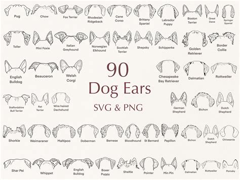 ear dog svg file dog ear outline svg pet ear