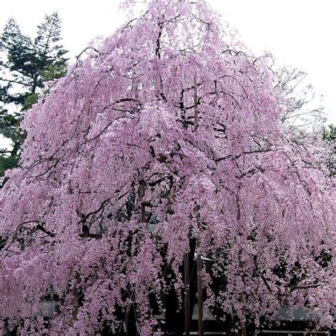 double flowering weeping cherry tree home alqu