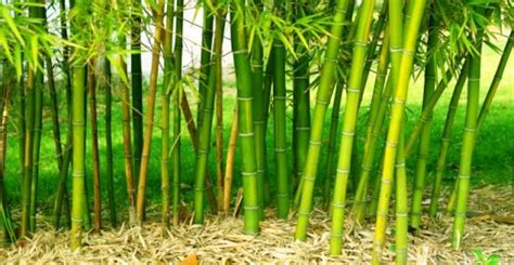 Ci sono due tipi di recinzioni che si possono fare con il bambu. 5 motivi per non piantare bambÃ¹ nel vostro giardino - GreenMe.it